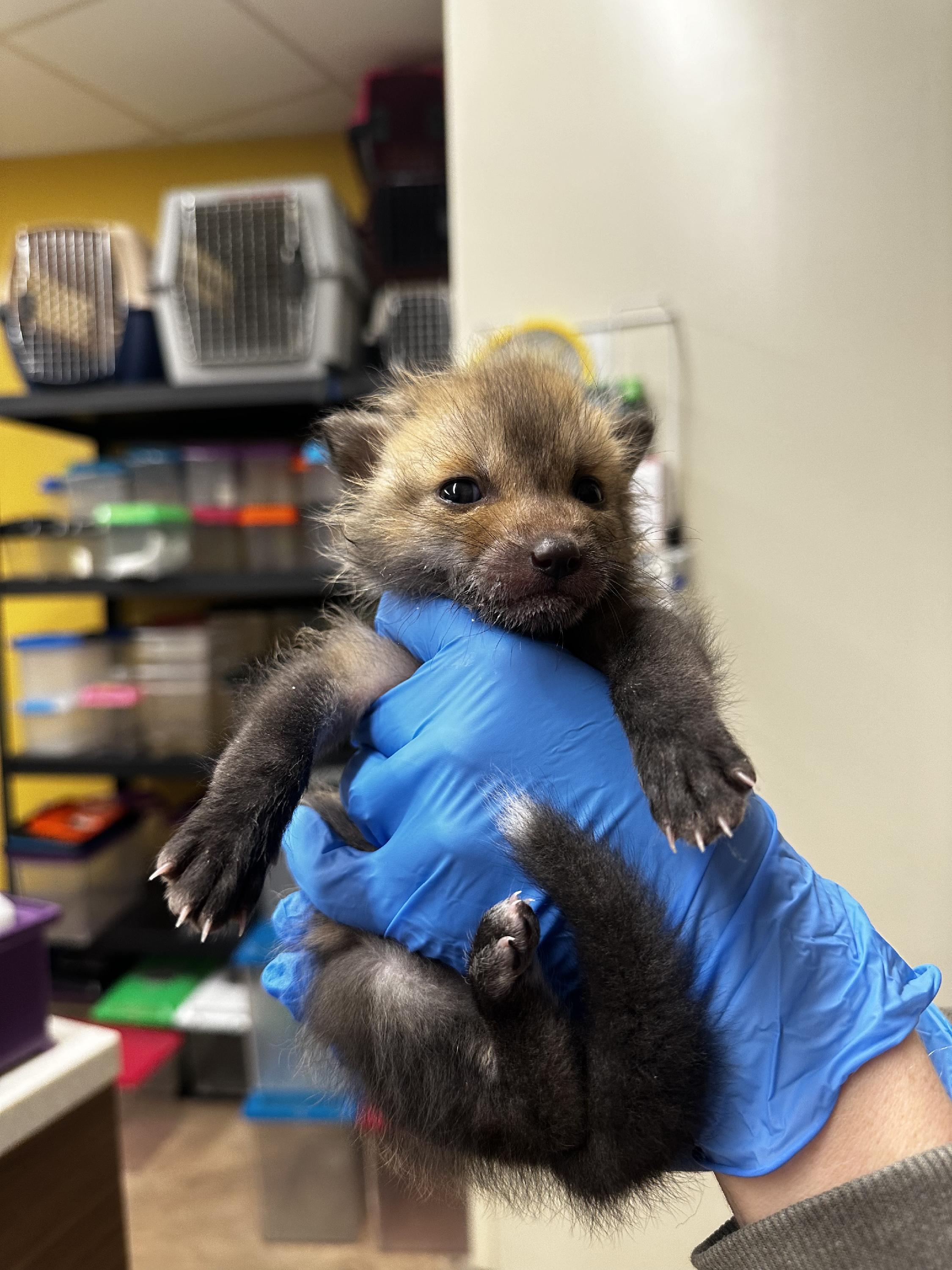 Baby Fox 2024